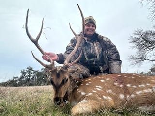 Axis deer with spotted hide