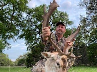 Fallow buck with palmated antlers