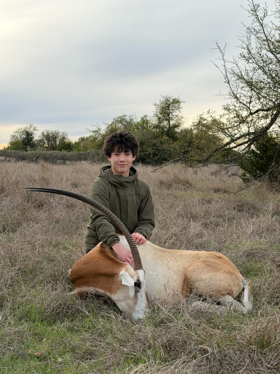 Scimitar-horned oryx in dry brush