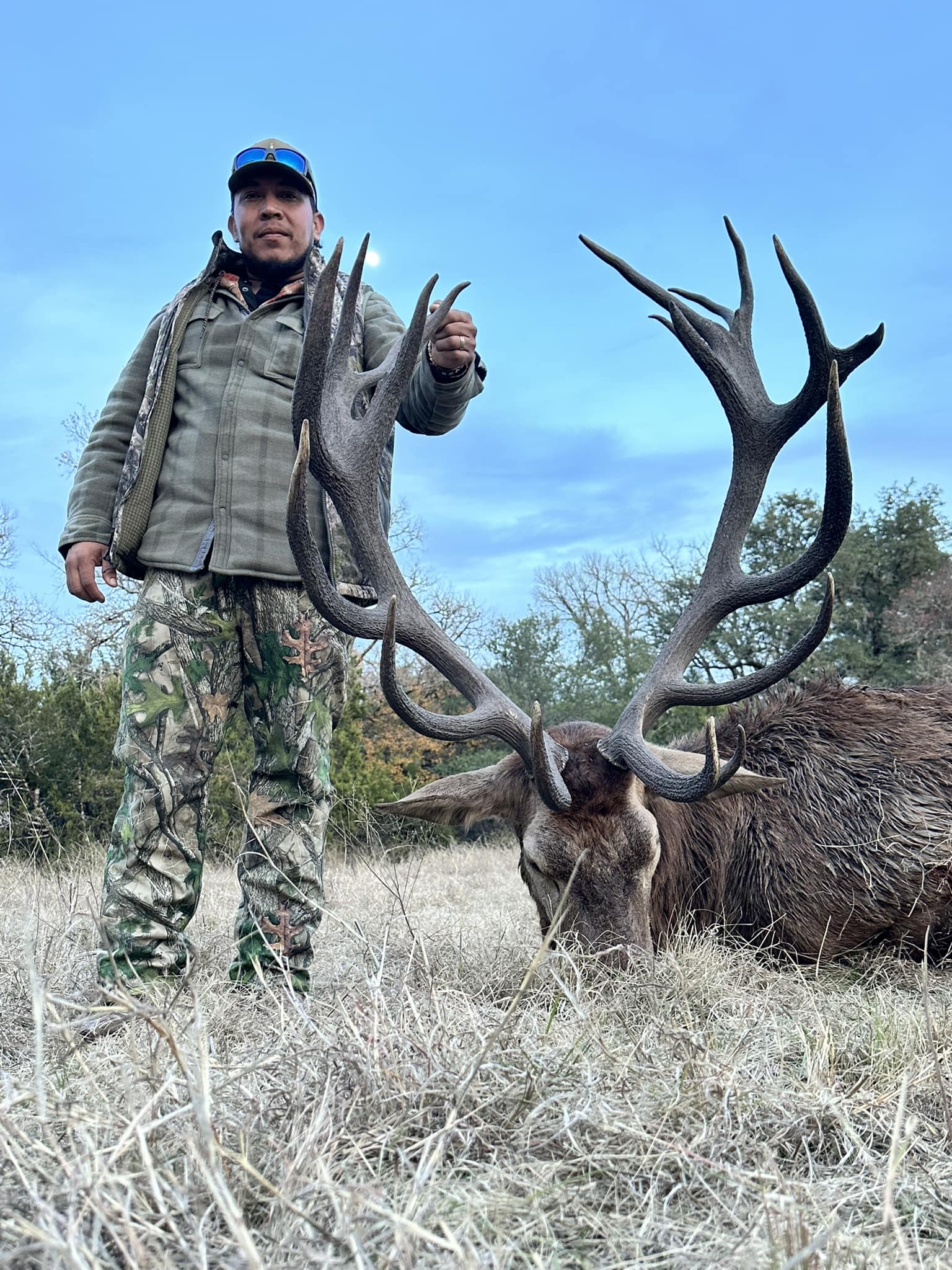 Red stag with full rack against blue sky