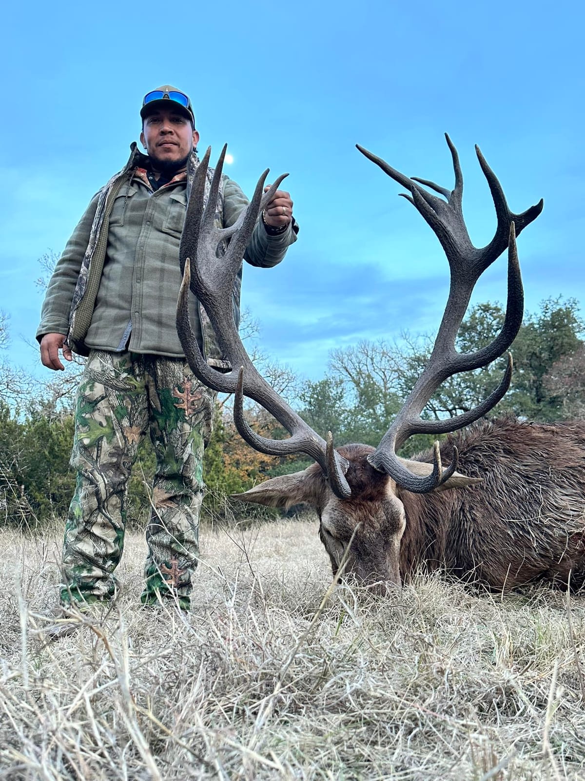Red stag against blue sky