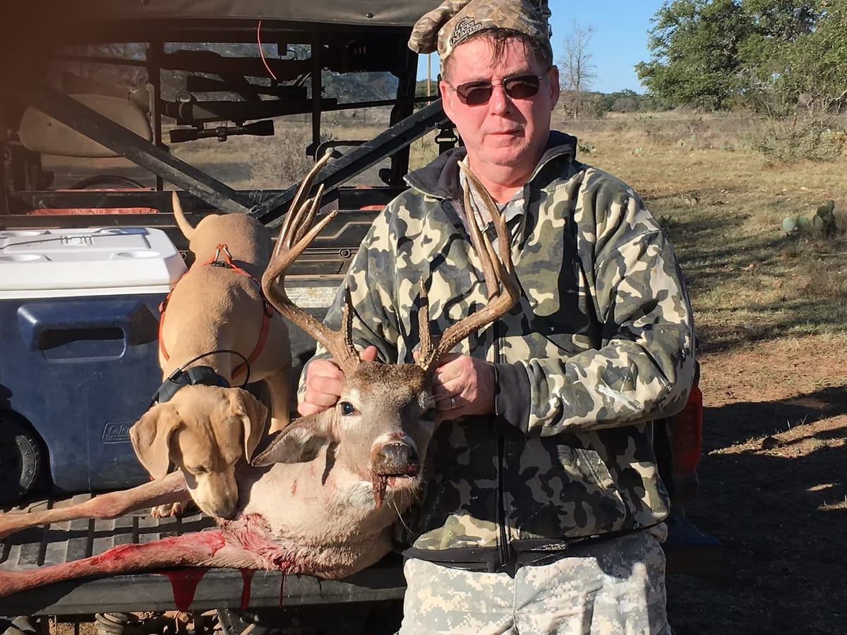 Whitetail buck