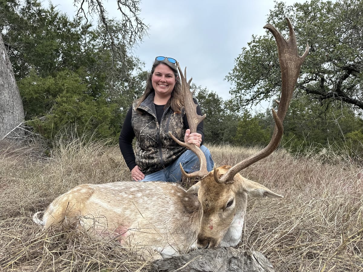 Fallow buck with palmated antlers